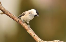 Poecile montanus