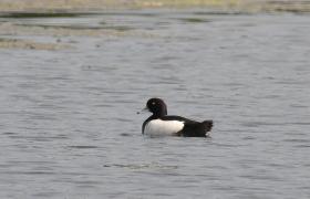 Aythya fuligula