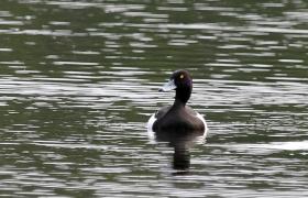 Aythya fuligula