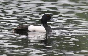 Aythya fuligula