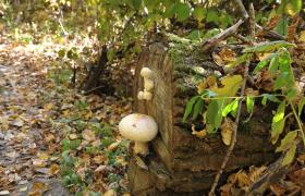 Autum
