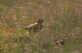 Turdus iliacus