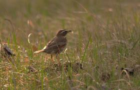 Turdus iliacus