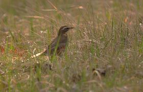 Turdus iliacus