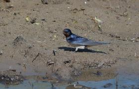 Hirundo rustica