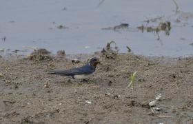 Hirundo rustica