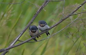 Hirundo rustica