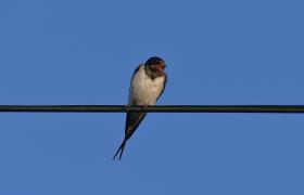 Hirundo rustica