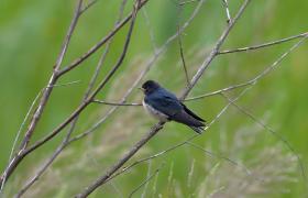 Hirundo rustica