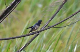 Hirundo rustica