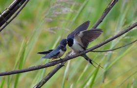 Hirundo rustica
