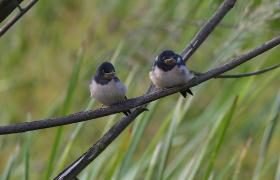 Hirundo rustica