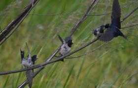 Hirundo rustica