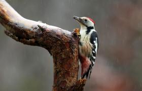 Dendrocopos medius