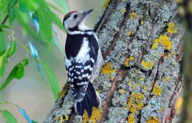 Dendrocopos medius
