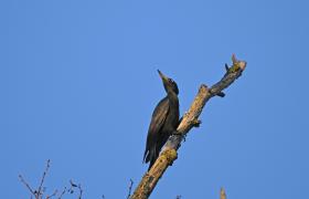 Dryocopus martius
