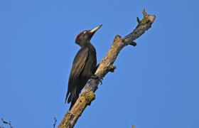 Dryocopus martius