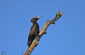 Dryocopus martius