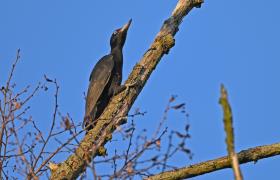 Dryocopus martius