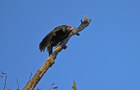 Dryocopus martius