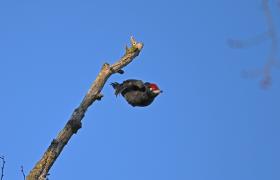 Dryocopus martius