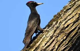Dryocopus martius