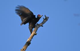 Dryocopus martius
