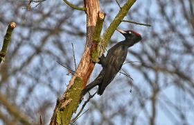 Dryocopus martius