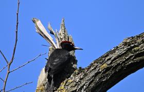 Dryocopus martius