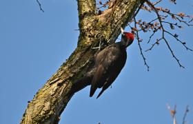 Dryocopus martius