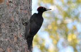 Dryocopus martius