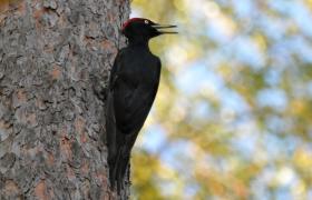 Dryocopus martius