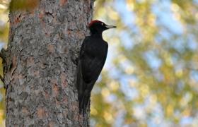 Dryocopus martius