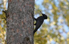 Dryocopus martius