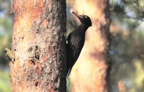 Dryocopus martius