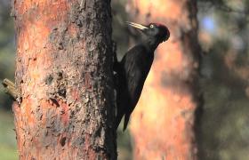 Dryocopus martius