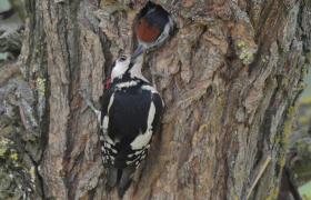 Dendrocopos major