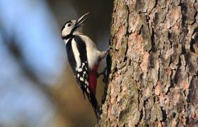 Dendrocopos major