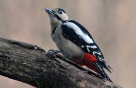 Dendrocopos major