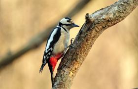 Dendrocopos major