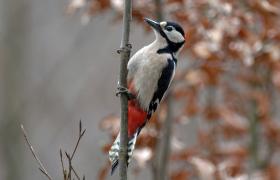 Dendrocopos major