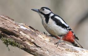 Dendrocopos major