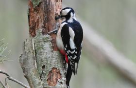 Dendrocopos major