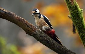 Dendrocopos major