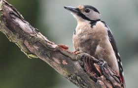 Dendrocopos major