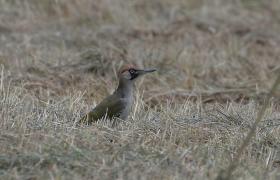 Picus viridis