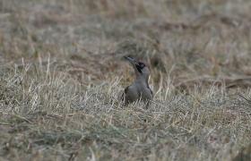 Picus viridis