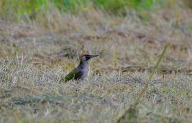 Picus viridis