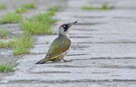 Picus viridis
