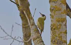 Picus viridis